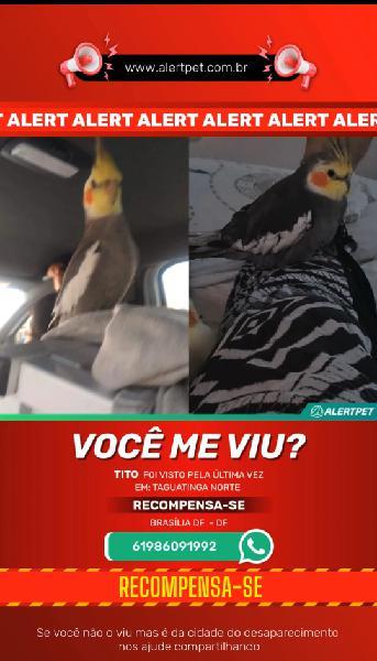 Calopsita Silvestre  Macho 6 Anos Chama Tito