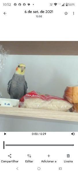 Calopsita Silvestre  Macho 6 Anos Chama Tito