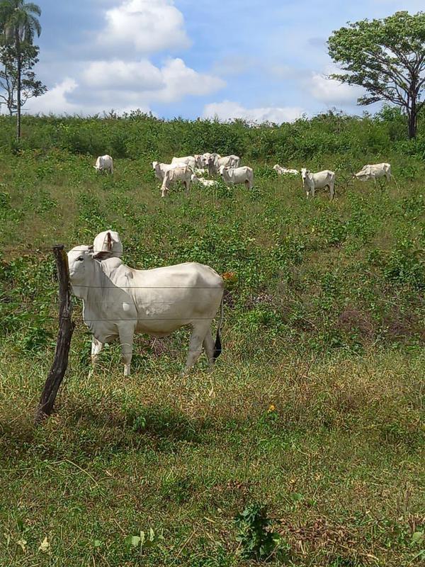 Fazenda, 2 Quartos, 2 Suítes
