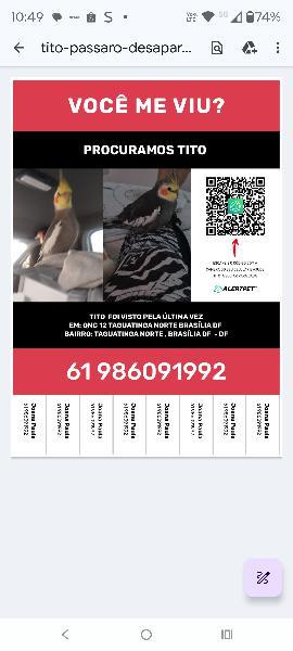 Calopsita Silvestre  Macho 6 Anos Chama Tito