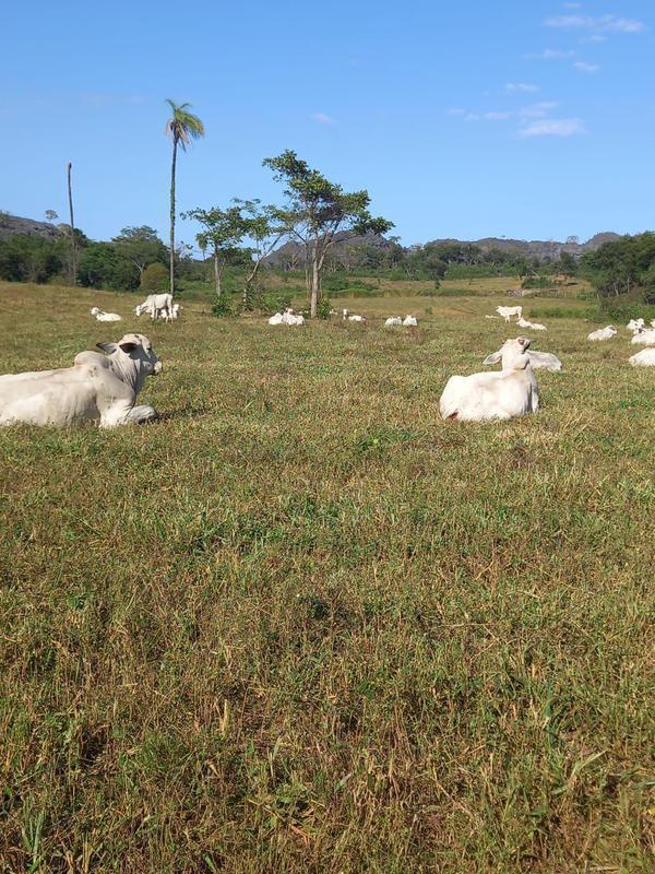Fazenda, 2 Quartos, 2 Suítes