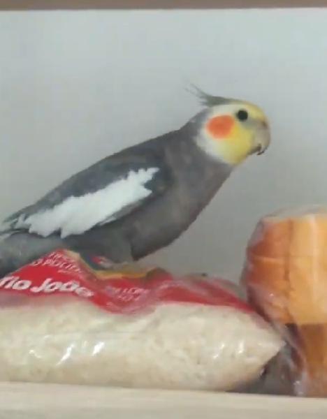 Calopsita Silvestre  Macho 6 Anos Chama Tito